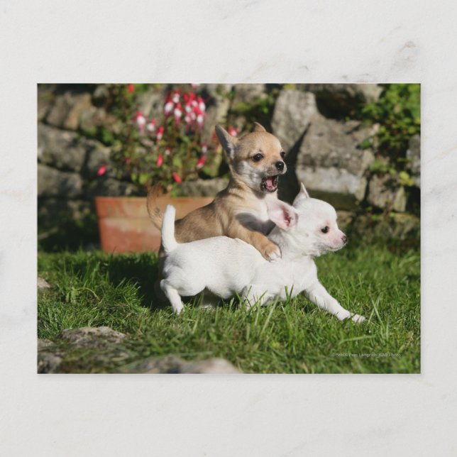 Cartão Postal Chihuahua Puppy Tocando (Frente)