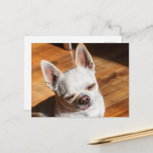 Cartão Postal Chihuahua sonolento e relaxado língua Foto