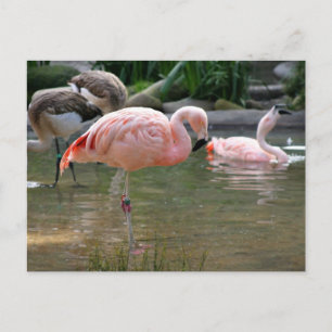 Cartão Postal Chilena Flamingo
