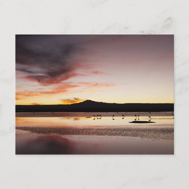 Cartão Postal Chilena Flamingo (Frente)