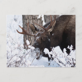 Cartão Postal Chilly Moose
