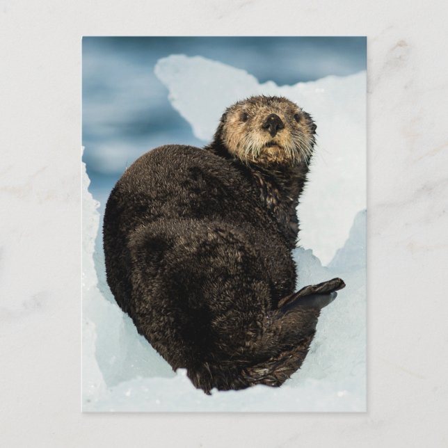 Cartão Postal Chilly Sea Otter (Frente)