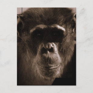 Cartão postal chimp