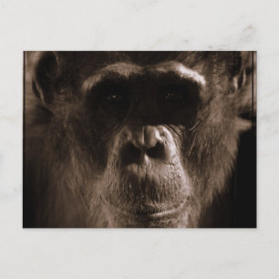 Cartão postal chimp