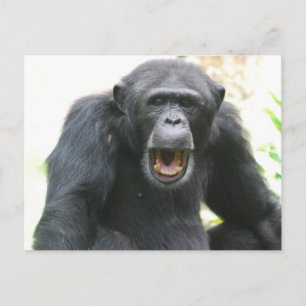 Cartão postal Chimp Chatty