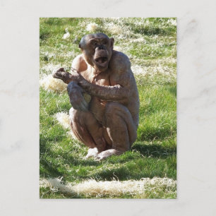CARTÃO POSTAL CHIMPANZÉ