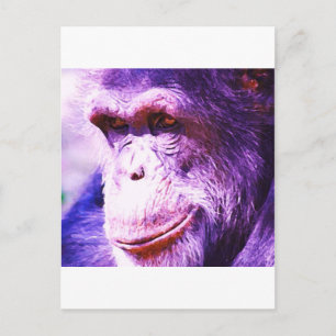 Cartão Postal Chimpanzé