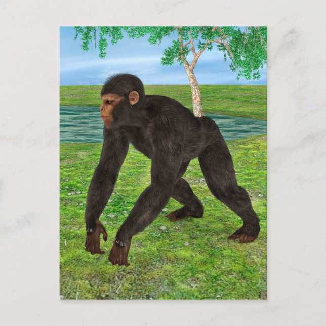 Cartão Postal Chimpanzé (Frente)