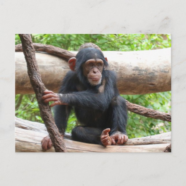 Cartão Postal Chimpanzé 001 (Frente)