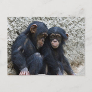 Cartão Postal Chimpanzé 002