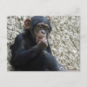 Cartão Postal Chimpanzé 013