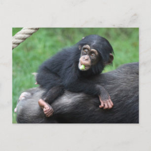 Cartão Postal Chimpanzé 032