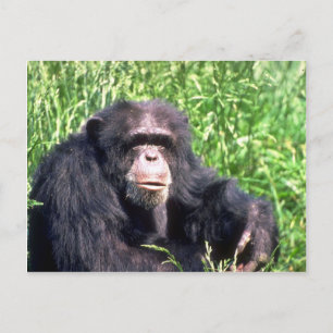 Cartão Postal Chimpanzé adulto sentado com relva ensolarada