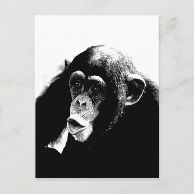 Cartão Postal Chimpanzé Branco Preto (Frente)