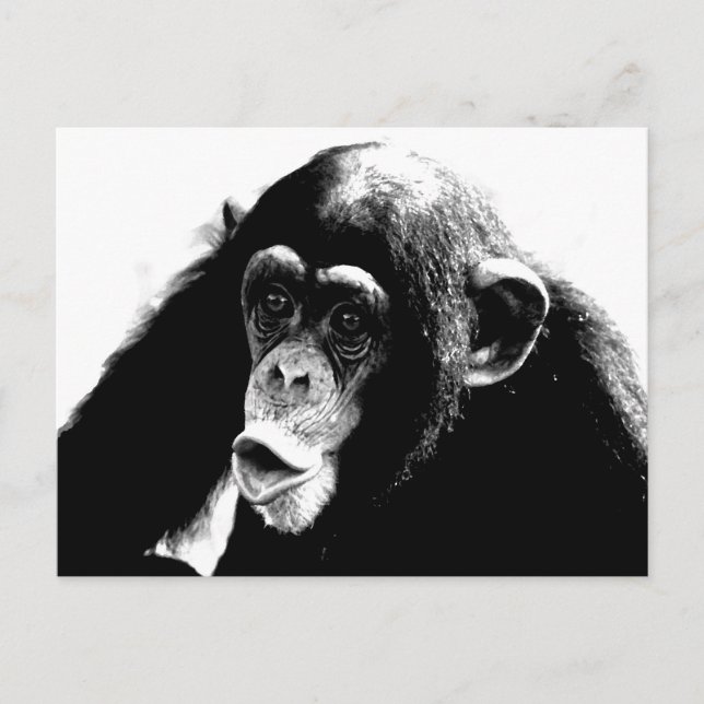 Cartão Postal Chimpanzé Branco Preto (Frente)