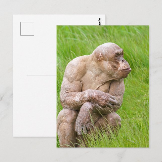 Cartão Postal Chimpanzé careca (Frente/Verso)