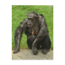 Chimpanzé com um bebê - Cartão-postal