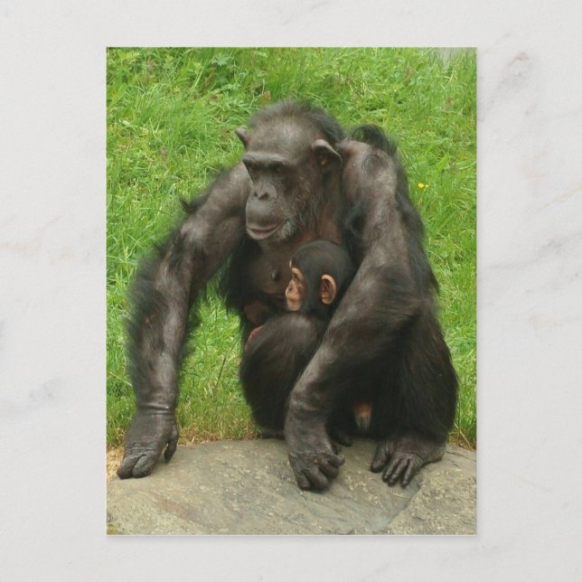 Cartão Postal Chimpanzé com um bebê - Cartão-postal (Frente)