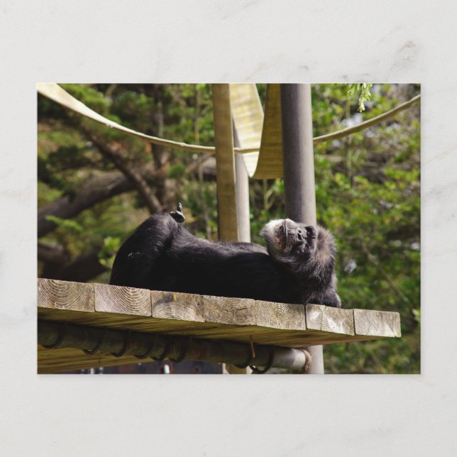 Cartão Postal Chimpanzé Descansando (Frente)