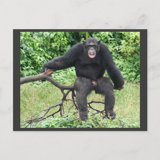 Cartão Postal Chimpanzé em Uganda (Frente)