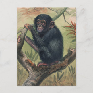 Cartão Postal Chimpanzé por Joseph Wolf