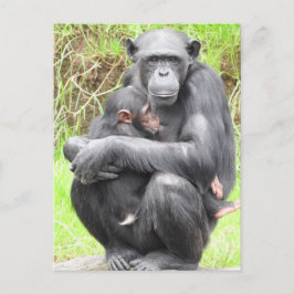 Cartão postal Chimpanzee