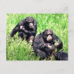 Cartão Postal Chimpanzés comendo erva (criança de anotações)
