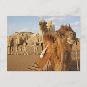 Cartão Postal China, Mongólia Interior, Deserto Badain Jaran 2