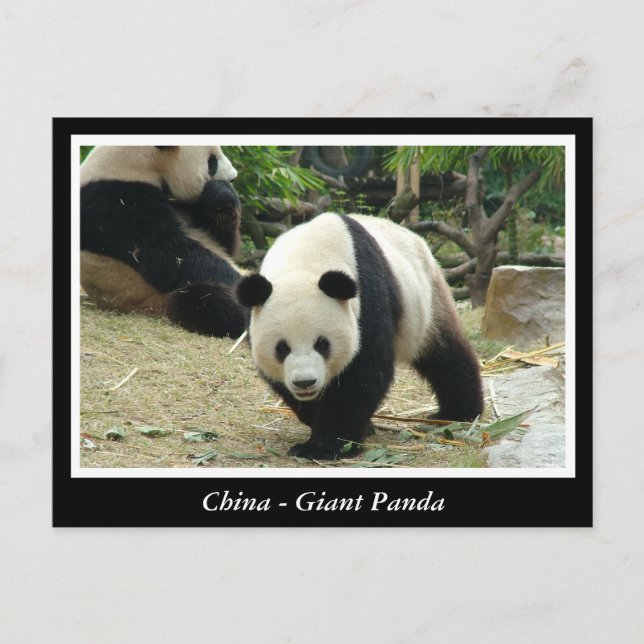 Cartão Postal China - Panda gigante (Frente)