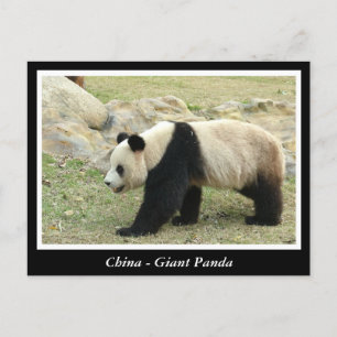 Cartão Postal China, Panda gigante