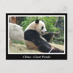 Cartão Postal China - Panda gigante