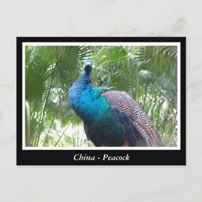 Cartão Postal China, pavão (Frente)