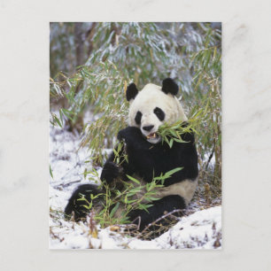 Cartão Postal China, Província de Sichuan. Giant Panda alimenta-