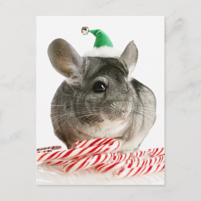 Cartão Postal Chinchilla com canas doces (Frente)