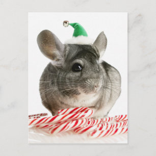 Cartão Postal Chinchilla com canas doces