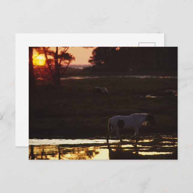 Cartão Postal Chincoteague Caminhando na Água ao Sol (Frente/Verso)