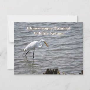 Cartão Postal Chincoteague Excelente Nacional da Vida Selvagem H