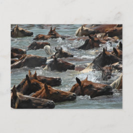 Cartão Postal Chincoteague Pony Natação