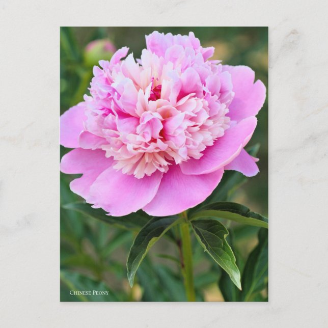Cartão Postal Chinese Peony [Postcard] ポストカード (Frente)