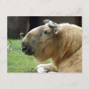 Cartão Postal chinese-takin-4