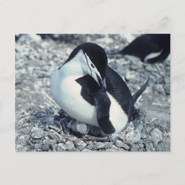 Cartão Postal Chinstrap Penguin (Frente)