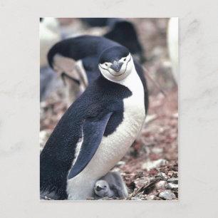 Cartão Postal Chinstrap Penguin, Manchot? Jugulário ( Pygosceli