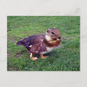 Cartão Postal Chipduck