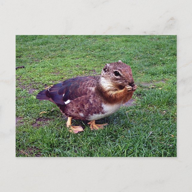 Cartão Postal Chipduck (Frente)