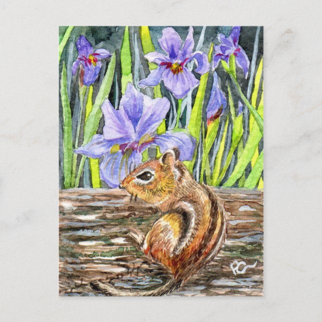 Cartão Postal Chipmunk and Irises (Frente)