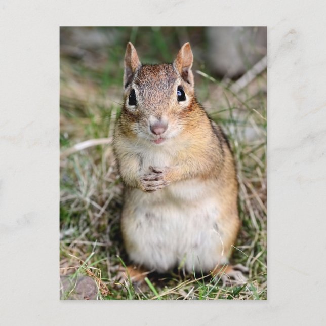 Cartão Postal Chipmunk bonito e amigável (Frente)
