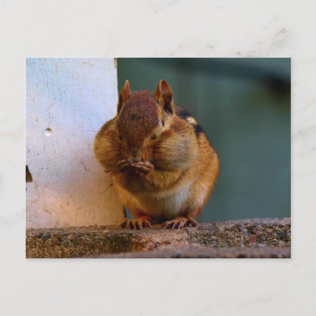 Cartão Postal Chipmunk Cheeky (Frente)