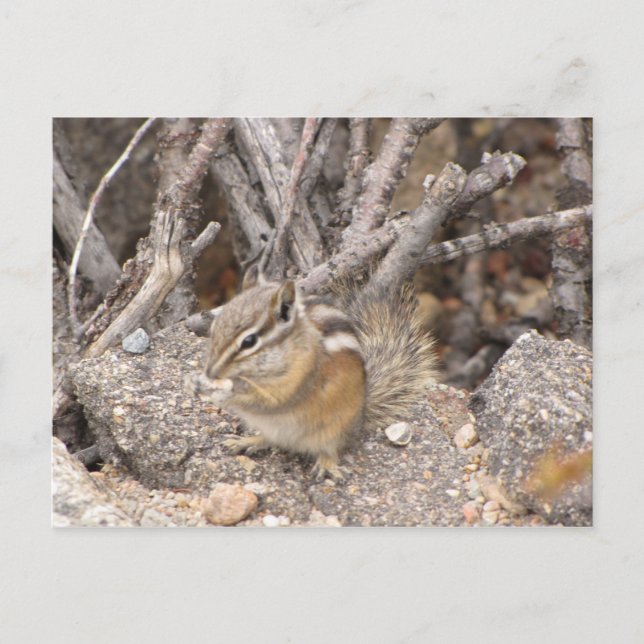 Cartão Postal Chipmunk Colorado Rocky Mountain (Frente)