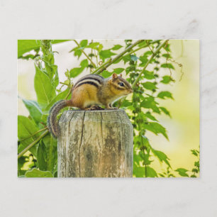 Cartão Postal Chipmunk em um Posto de cerca