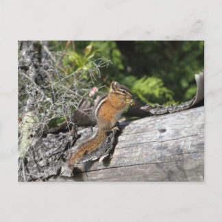 Cartão Postal Chipmunk na Floresta